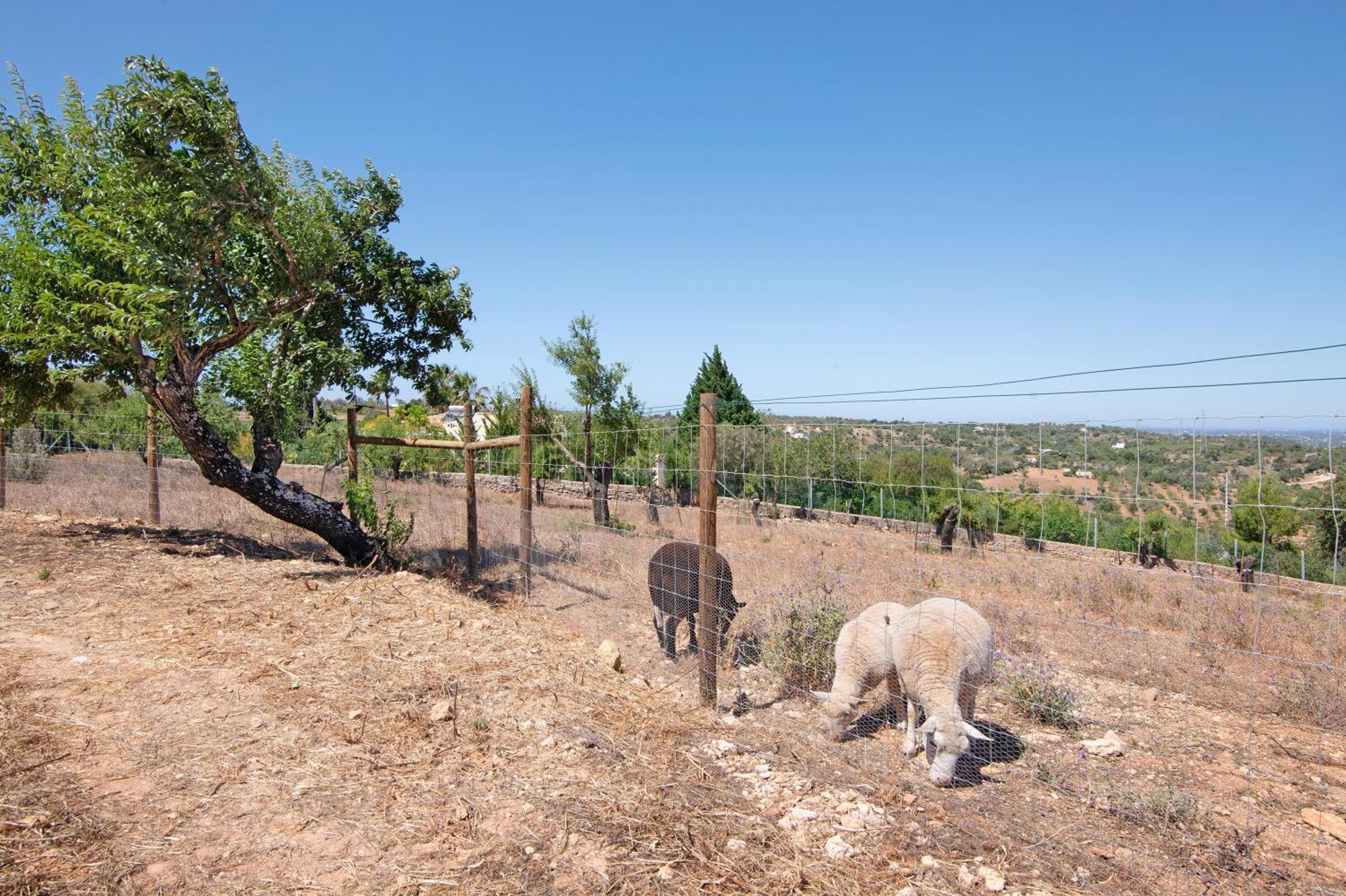 Holiday home Monte Do Pataco Albufeira